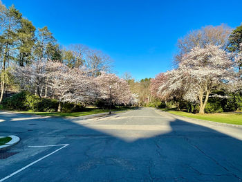 Empty road amidst trees against blue sky