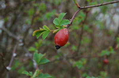 Close-up of fruits on tree