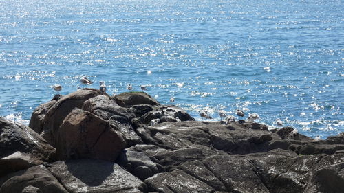 Rocks on shore at beach