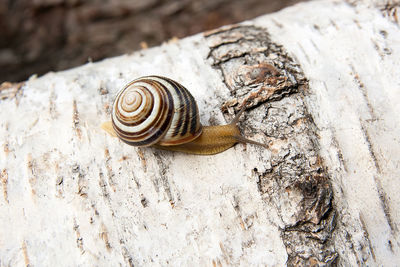 Close-up of snail on wood