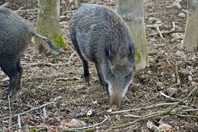 Wild boar standing in the forest