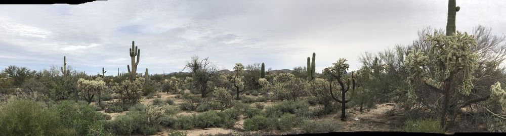 Panoramic shot of cactus plants on field against sky