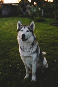 Portrait of dog on field