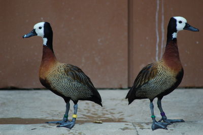 White-faced whistling ducks standing on ground against wall