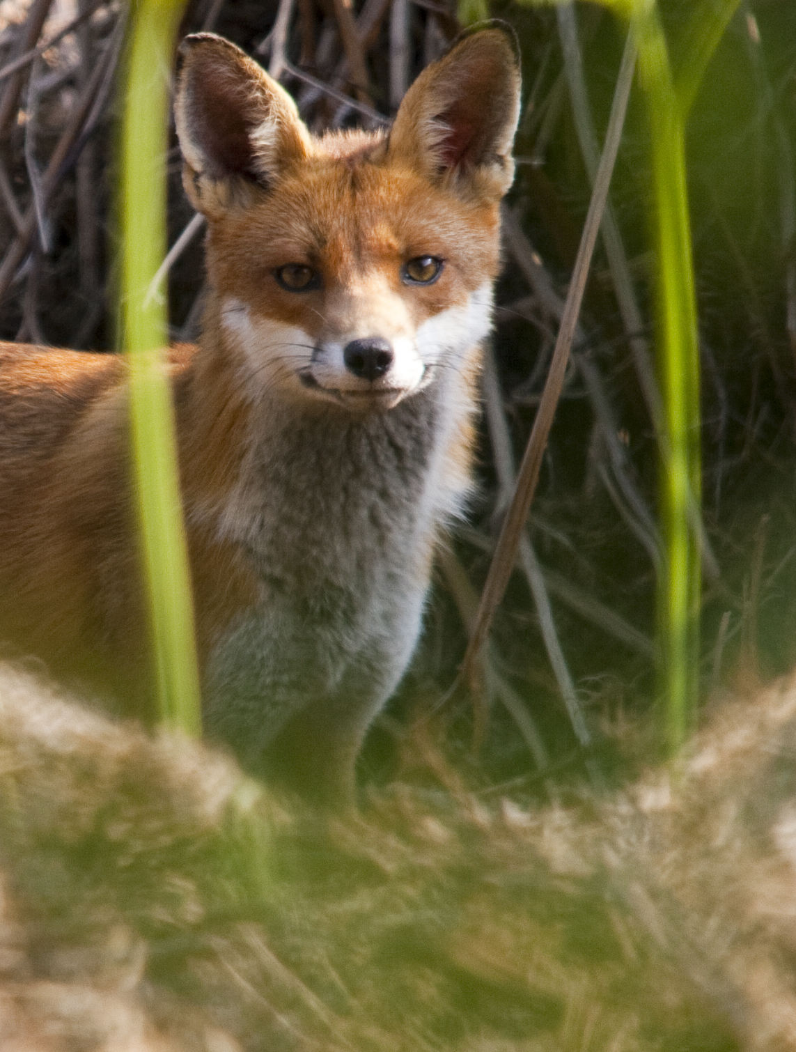 Fox in the wild