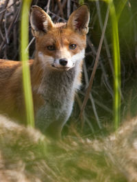 Close-up portrait of cat on field