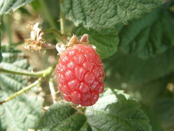 Close-up of strawberry on plant