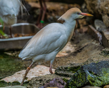 Close-up of heron perching on rock