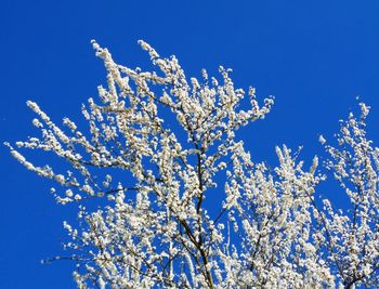 Low angle view of flowers blooming on tree against clear sky