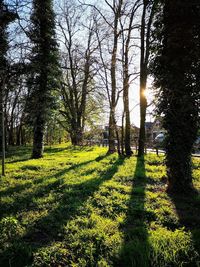 Trees on field against sky