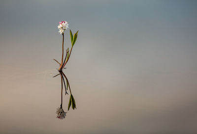 Close-up of flowering plant against sky