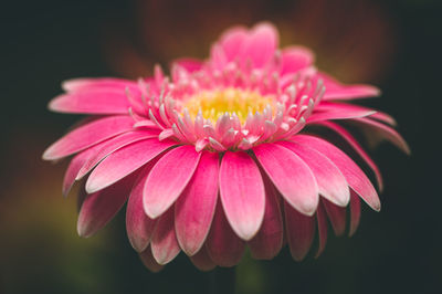 Close-up of pink flower