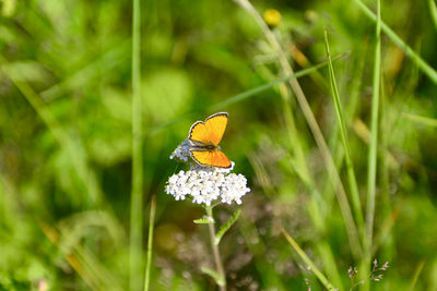 Close-up of butterfly pollinating on flower