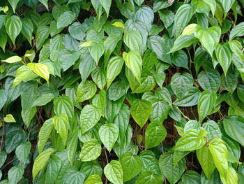 Full frame shot of green leaves