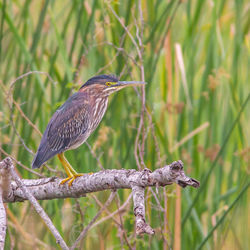 Close-up of bird perching on leaf