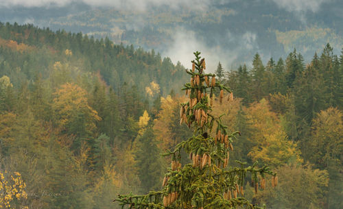 Panoramic view of pine trees in forest