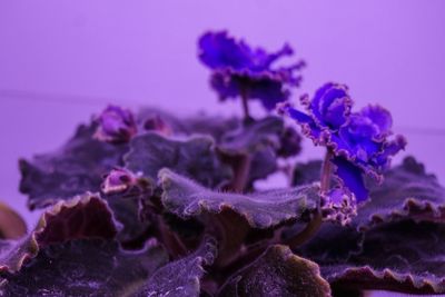 Close-up of purple flowers against blue sky