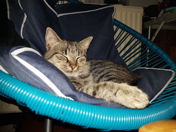 High angle view of cat resting on chair