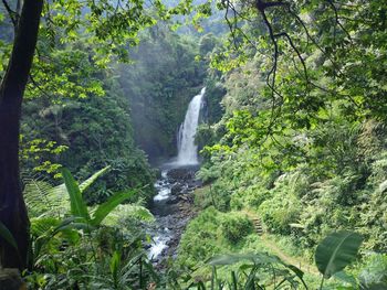 Waterfall in forest