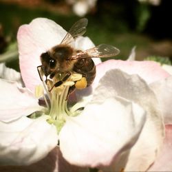 Close-up of bee on flower