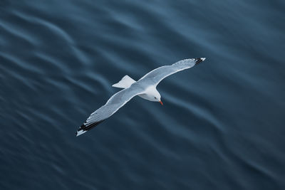 Close-up of seagull flying over sea