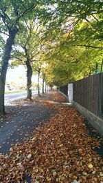 Fallen leaves on road