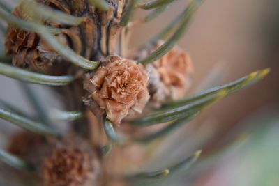 Close-up of flower