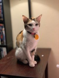 Portrait of cat sitting on table at home