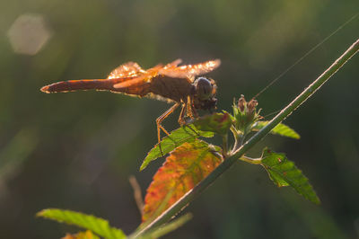 Close-up of insect on plant