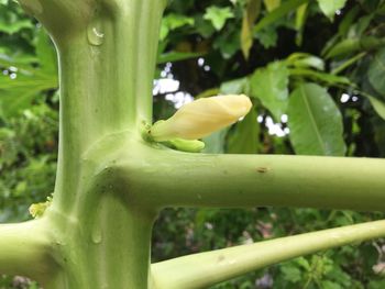 Close-up of lizard on flower tree