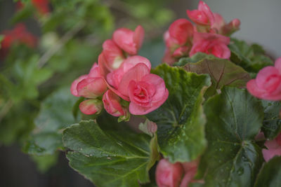 Close-up of pink roses