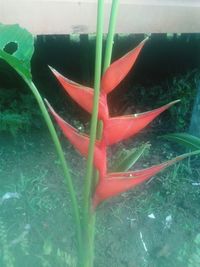 Close-up of red flower