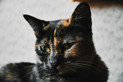 Close-up portrait of a cat