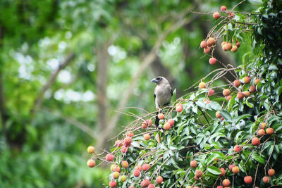 Bird perching on fruit tree