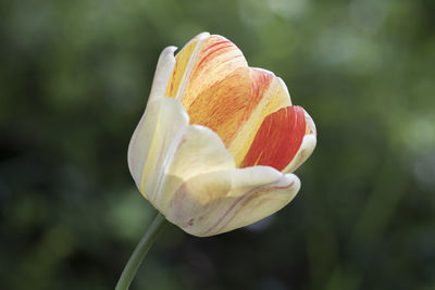 Close-up of rose bud