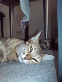 Close-up of cat relaxing at home