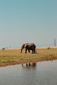 Elephants drinking water