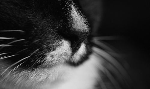 Extreme close-up of cat