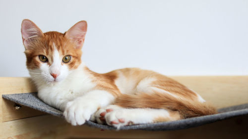 Portrait of cat resting