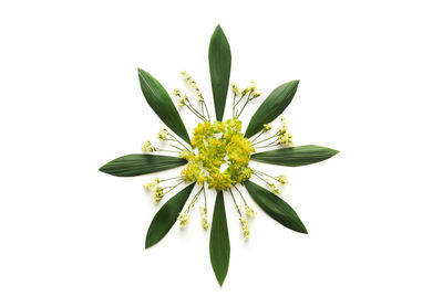 Close-up of flowering plant against white background