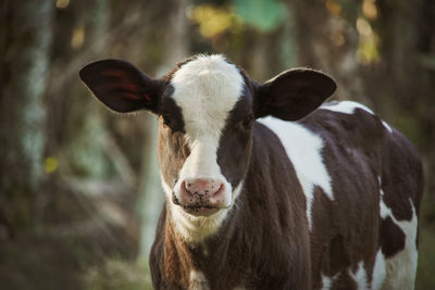 Portrait of cow standing on field