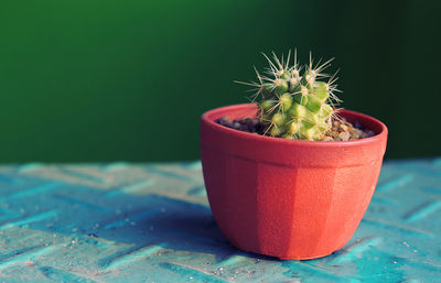 Close-up of succulent plant on table