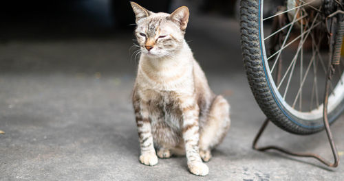 The siamese white cat sitting beside the back of the bicycle feeling relaxed and looking.