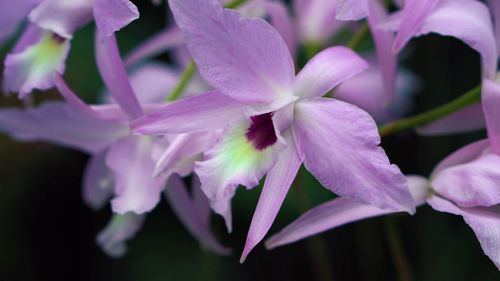 Close-up of purple flowering plants