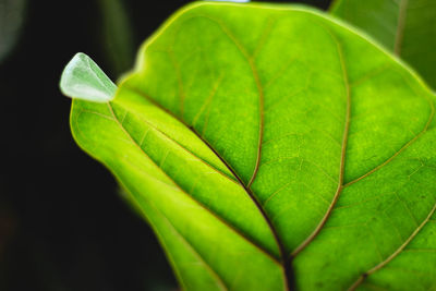 Close-up of green leaves