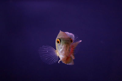 Close-up of fish swimming in sea