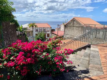 Pink flowering plants by building against sky