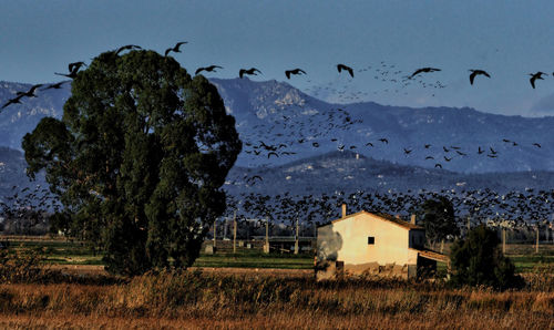 Birds flying over a building