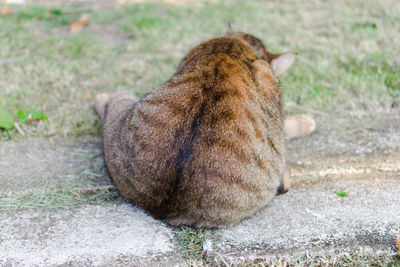 View of a cat lying on land