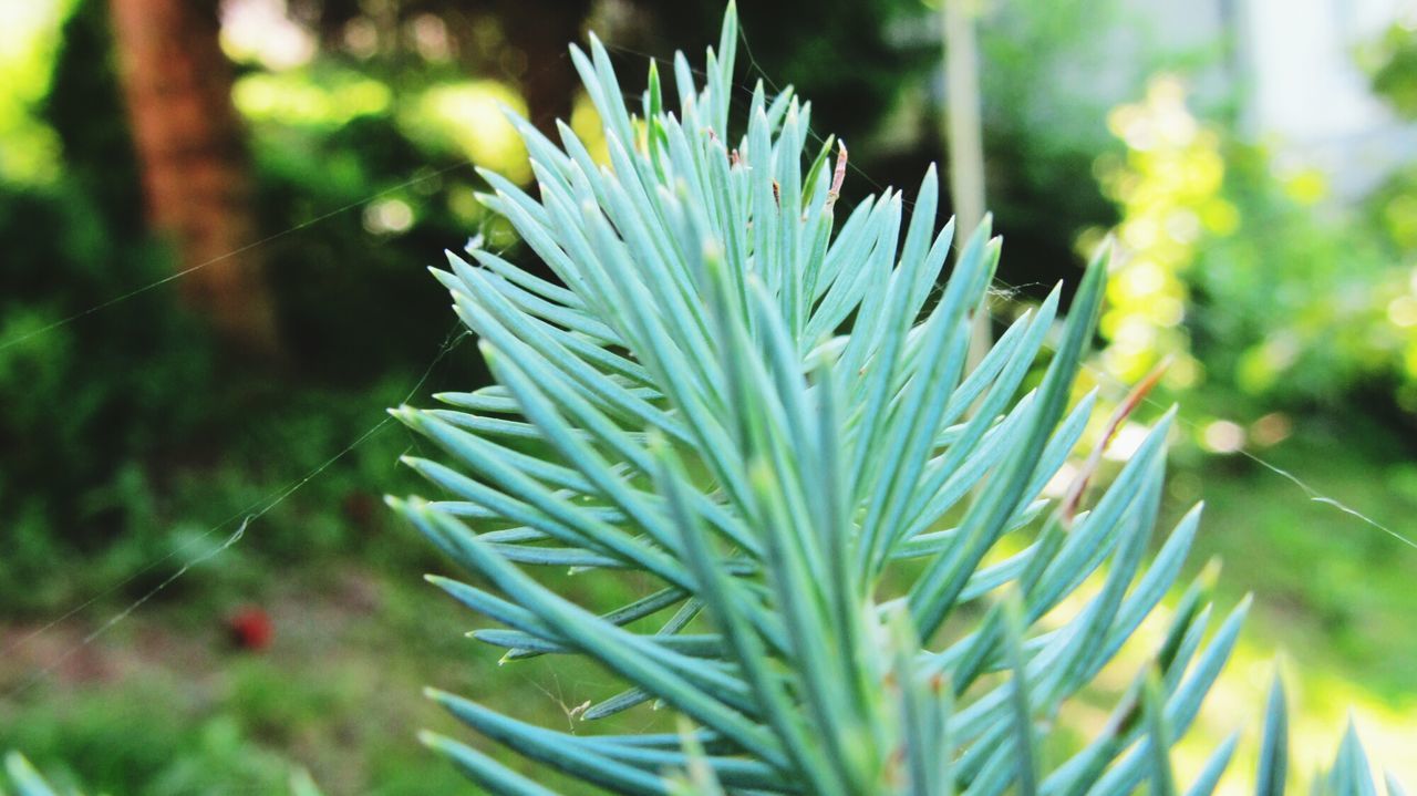 growth, plant, close-up, green color, freshness, leaf, focus on foreground, nature, beauty in nature, fragility, flower, selective focus, growing, stem, bud, botany, green, day, outdoors, no people